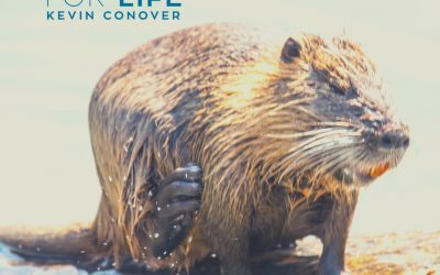 The Beaver’s Adaptations
