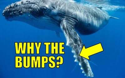 Bumpy whale flippers are optimally designed