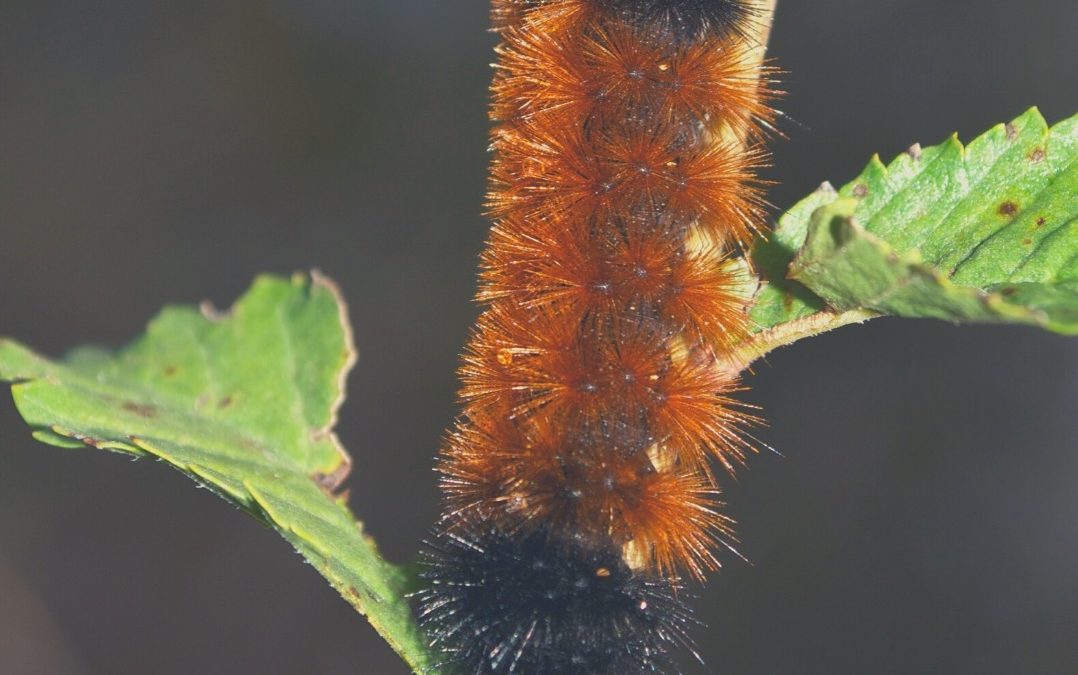 The Arctic Wooly-Bear Caterpillar