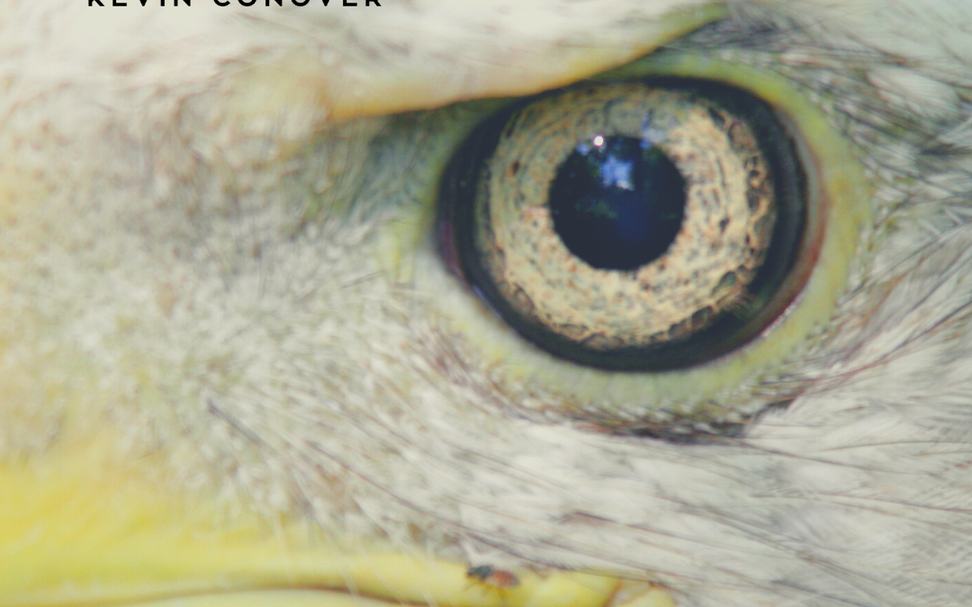Eagle’s Eye